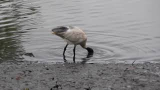 Ibises and kayakers in the Cooks River