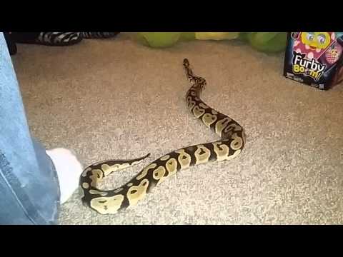 Damien squiggle time