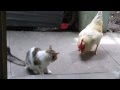 gato vs gallo