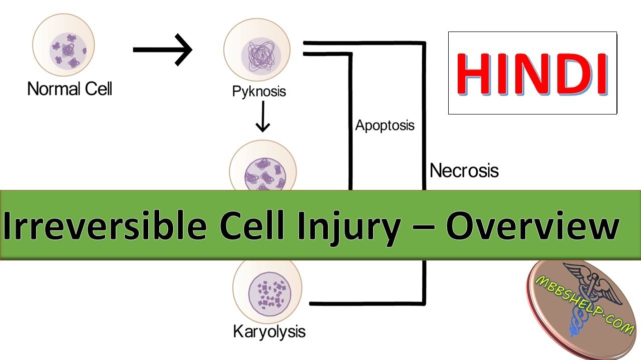 Irreversible Cell Injury Overview In Hindi YouTube Irreversible Cell Injury Overview In Hindi YouTube