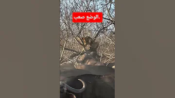 الوضع صعب 