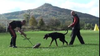 Download Lagu obrana trénink - defense Black sagitta puppy 7 monate MP3