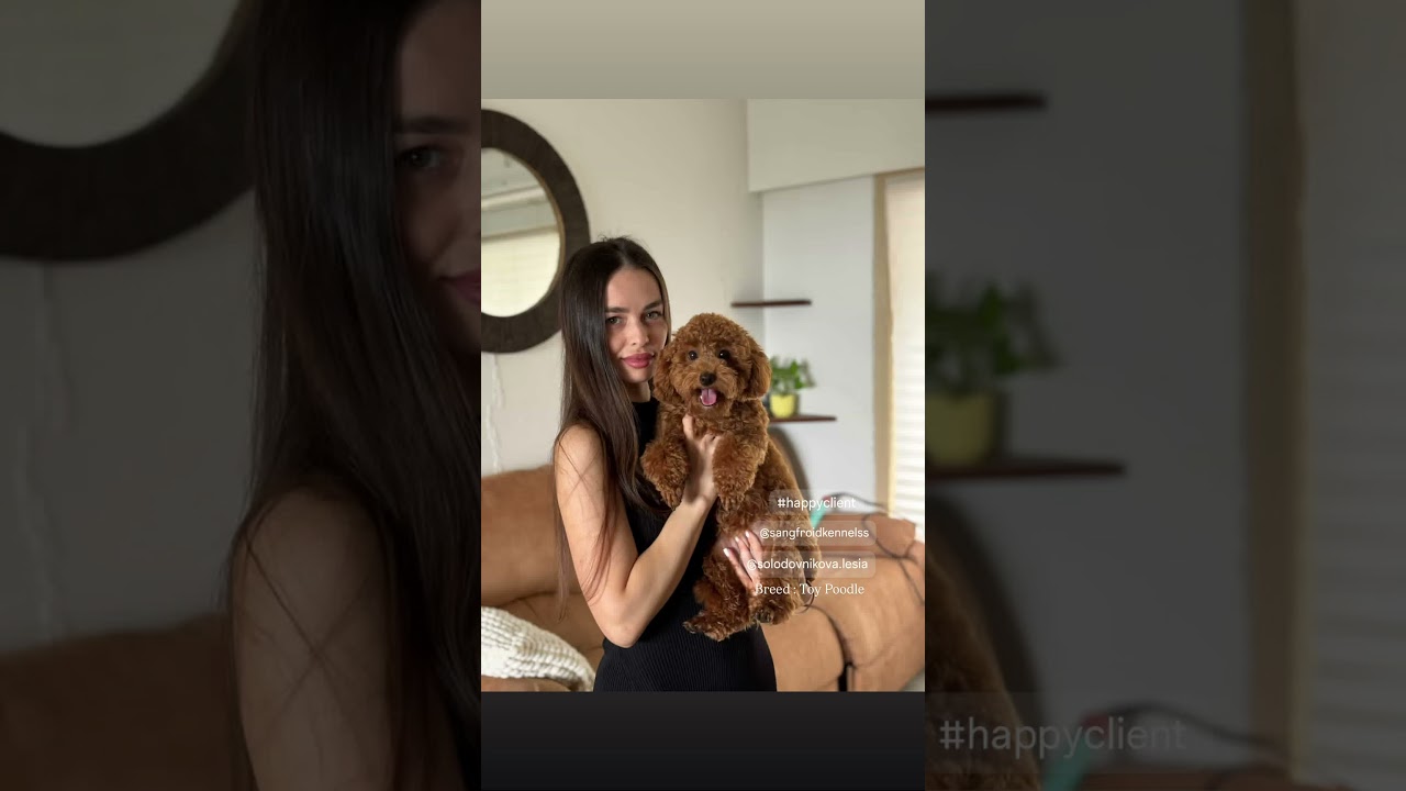 Poodle puppies with Happy Client 