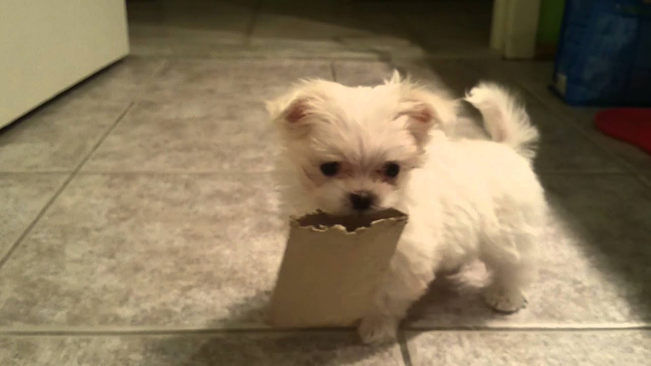 Picture Of Maltese From Dog Show Picture Of Maltese From Dog Show
