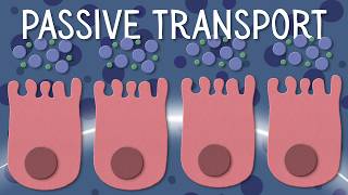 Passive Transport Explained (Diffusion, Osmosis & Facilitated Diffusion Made Easy)