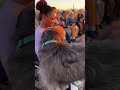 When Dogs Choose Their Humans — Adoption Moments,Every Dog Walked Past Everyone