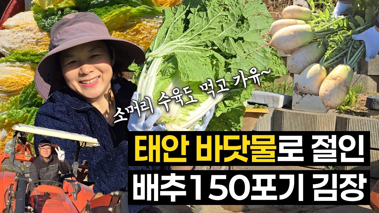 태안 바닷물로 절인 황금배추 150포기 김장 | 소머리 수육 만들기 | 며느리도 모르는 찹쌀풀 비법 육수