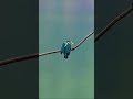 एक किंगफिशर जिसने हाल ही में अपना घोंसला छोड़ा #kingfisher #animalworld #birdshorts #origanalvideo
