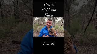 10 Things You Didn’t Know About The Echidna - Part 10 #echidna #wildlife #animals