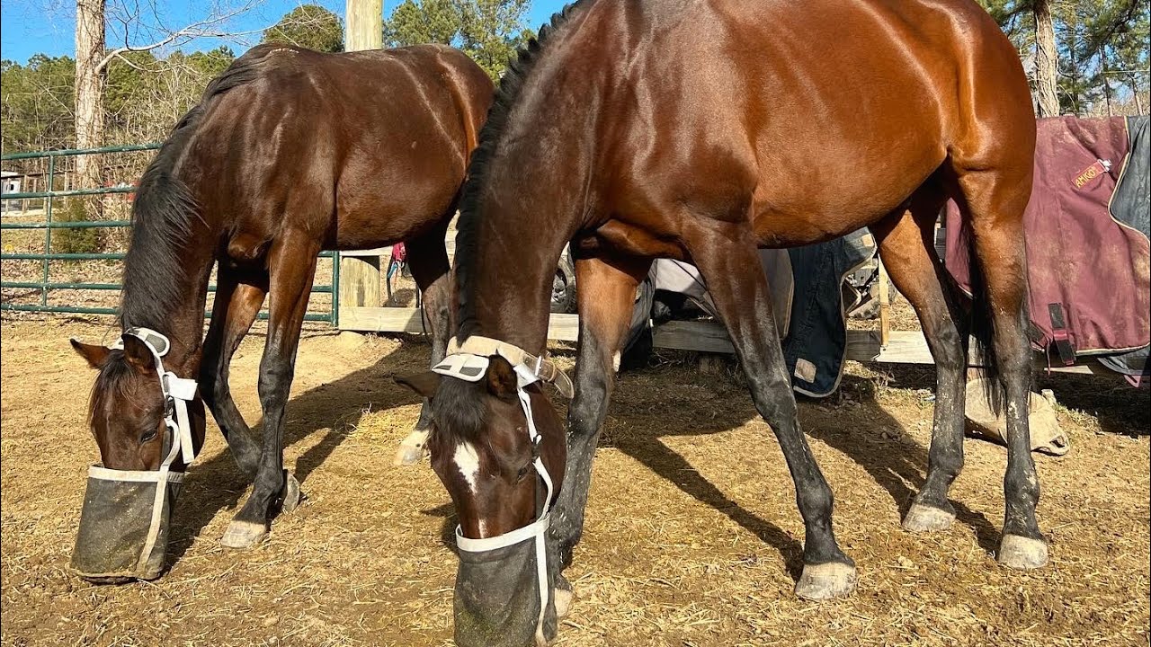 Morning Routine 17 Horses 8mos Pregnant YouTube morning-routine-17-horses-8mos-pregnant-youtube