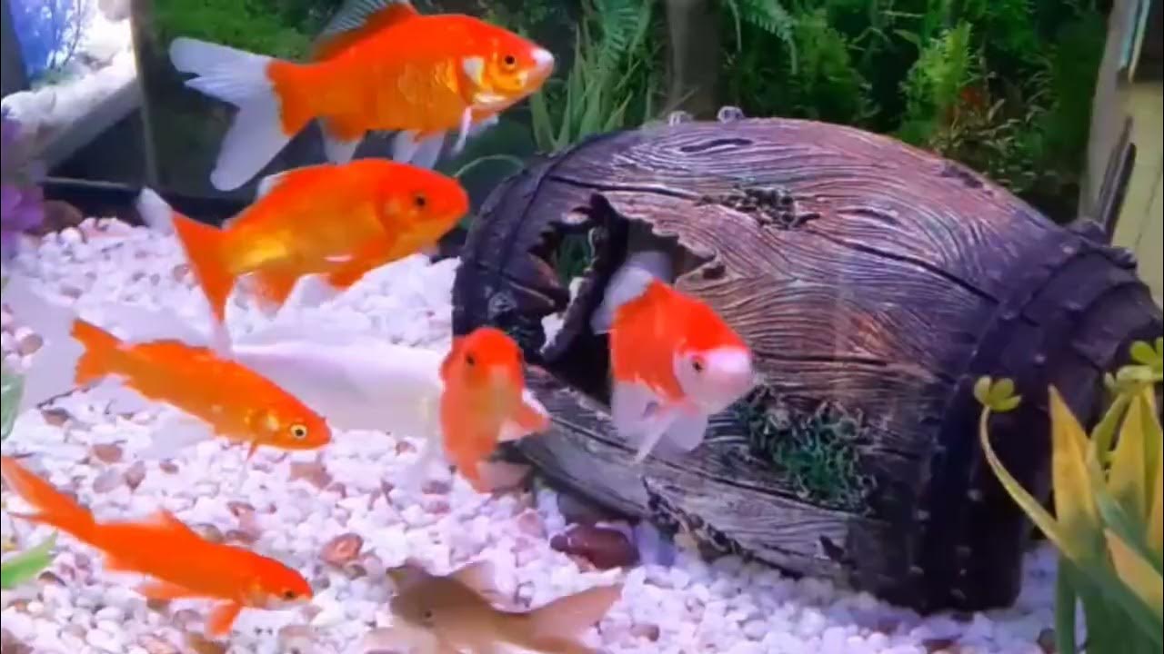 How big do comet goldfish grow? YouTube