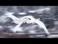 Wildlife Photography -  Trumpeter Swans - Grand Teton National Park / Jackson Hole / Yellowstone