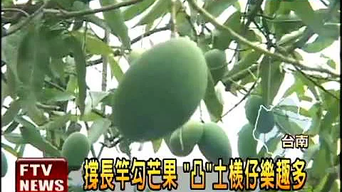 土檨仔季节到 民众采果鲜体验 - 天天要闻