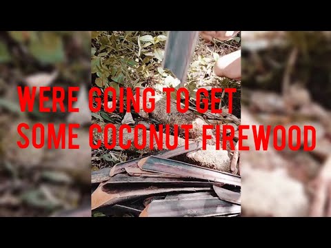 WE'RE GOING TO GET SOME COCONUT FIREWOOD #youtube #viralvideo #coconut