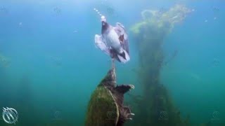 🐢 COMMON SNAPPING TURTLE ─ The Most Vicious Turtle in The World 🐢