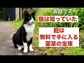 雑草は０円の漢方&サプリ、お庭は無料の薬箱