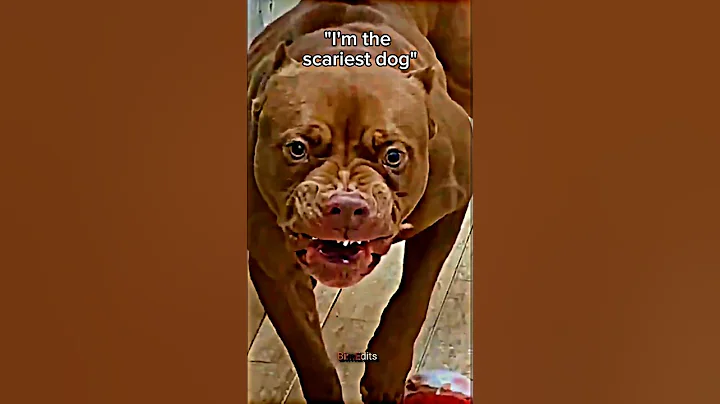 "I'm the scariest dog" #dog #scary #edit
