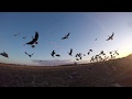 9 Gun INSANE Goose Hunt in Arkansas. Calling HUGE groups to the ground.