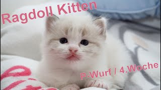 Ragdoll Kitten | unser P-Wurf in der vierten Woche | Aramintapaws Ragdolls by Aramintapaws Ragdolls 228 views 2 years ago 58 seconds