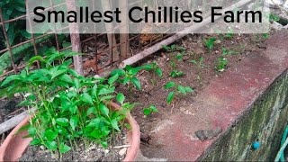 Agri-education: Making Small Chillies Farm