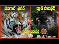 BENGAL TIGER VS BLACK PANTHER - WHO WILL WIN A FIGHT IN TELUGU | MOTHER EARTH CHANNEL|BLACK PANTHER