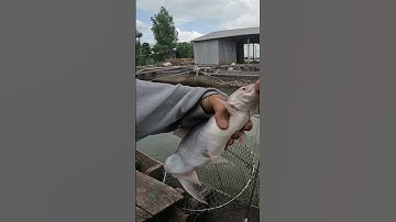 Lần đầu câu dính cá basa mà con cá nó lạ lắm | Câu cá Mỹ Hòa Hưng - An Giang