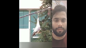 bird trapped in wire s 😢😢