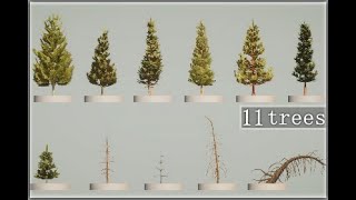 Coniferous pine trees 3d models made for Unity demo