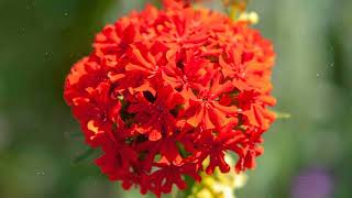 How to Grow Maltese Cross