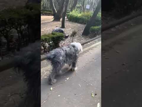 Adulta mayor sufre ataque de nervios por perro suelto en Parque Hundido