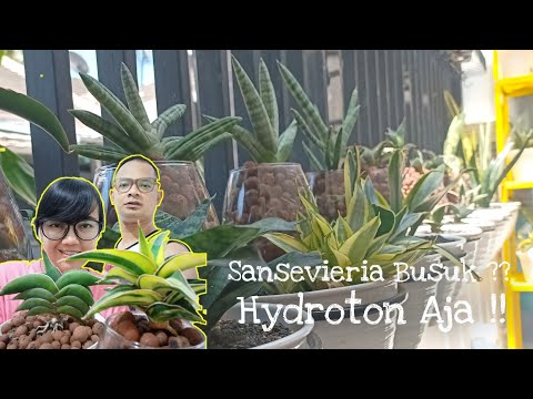 Video: Simptome van antraknose op kaktus - hoe om antraknose swam in kaktus te behandel