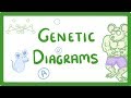 Decoding Genetic Diagrams and Allele Combinations in Mice