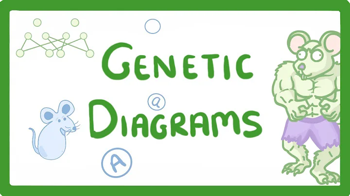 Master Genetic Diagrams in GCSE Biology