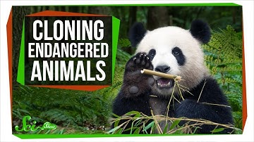 Why Can’t We Clone Endangered Species to Save Them?