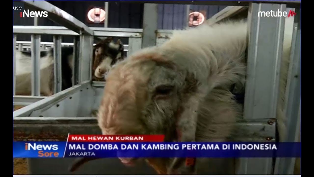 Pertama Di Indonesia Mall Hewan Kurban Jual Aneka Kambing Domba