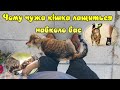 Чому чужа кішка лащиться навколо вас  Why does someone else&#39;s cat caress around you