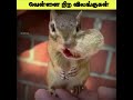 உலகின் rare ஆன வெள்ளை நிற விலங்குகள் | Rare white animals tamil#facts#shorts