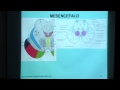 Neuroanatomía  interna del mesencefalo (Corte a nivel de coliculos superiores e inferiores)