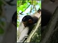 MOMMY MONKEY COMFORT THE BABY#short #love #monkey #animals