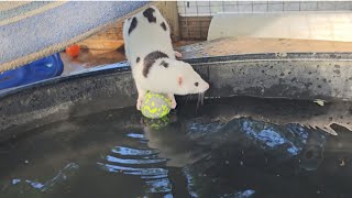 Chichi The Cow Mink Plays With Her Balls