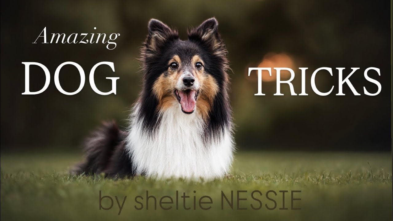 Amazing DOG TRICKS by 12yo sheltie Nessie in the mountains 