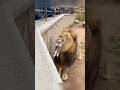 Unexpected Moment: Lion Helps a Fallen Cat🫶🫶🫶 #catsoftiktok #cute #viral #fyp #cat