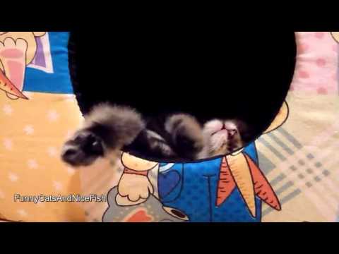 funny-cat-orchestra-conductor