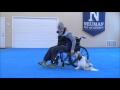 Humphrey (Lowchen) Boot Camp Dog Training Video の動画、YouTube動画。
