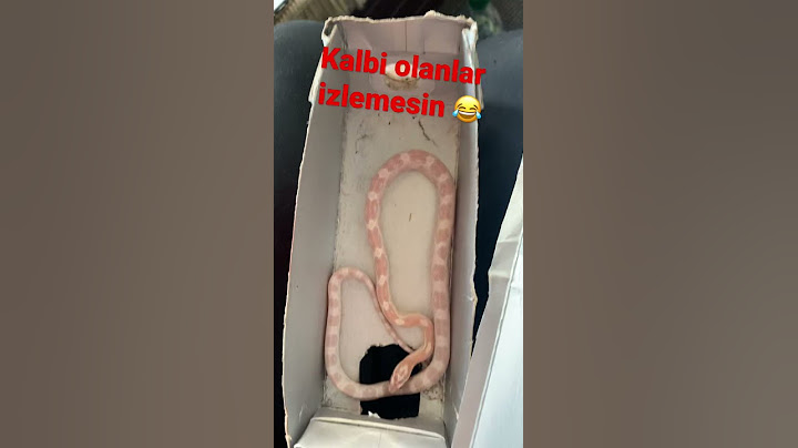 Süt Kutusundan Yılan Çıktı / Evde Yılan Beslemek ...