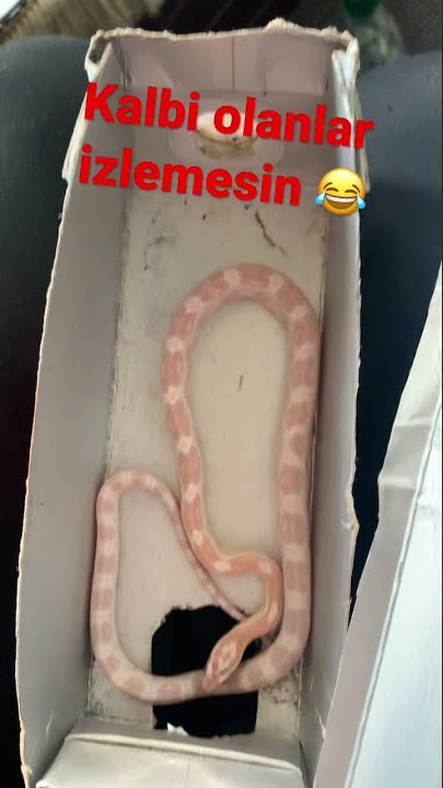 Süt Kutusundan Yılan Çıktı / Evde Yılan Beslemek ...