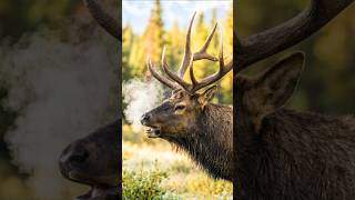 American Elk Bugle Sound | Relaxing Wildlife Sounds – American Wilderness 4K Nature Ambience