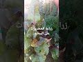 زراعة الخضروات على السطح