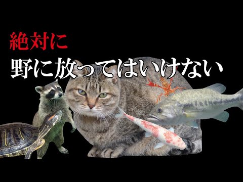 日本人に身近なヤバい外来種５選 Youtube