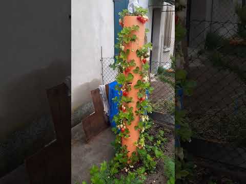 Клубника в пластиковой